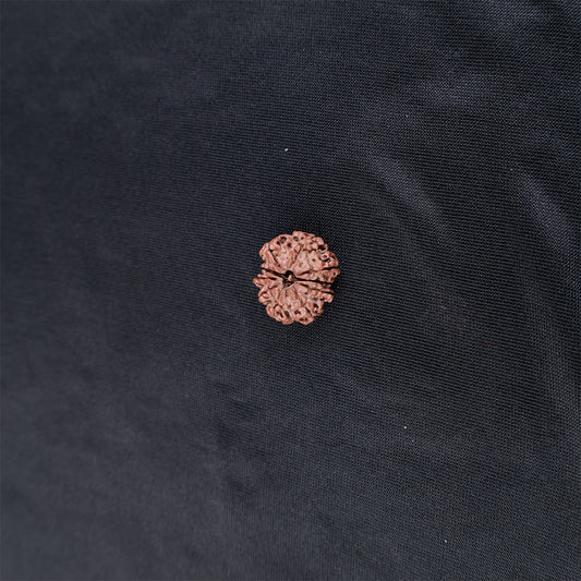 Rudraksha 10 Face
