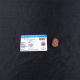 Rudraksha 11 Face