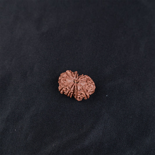 Rudraksha 11 Face