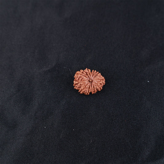 Rudraksha 12 Face