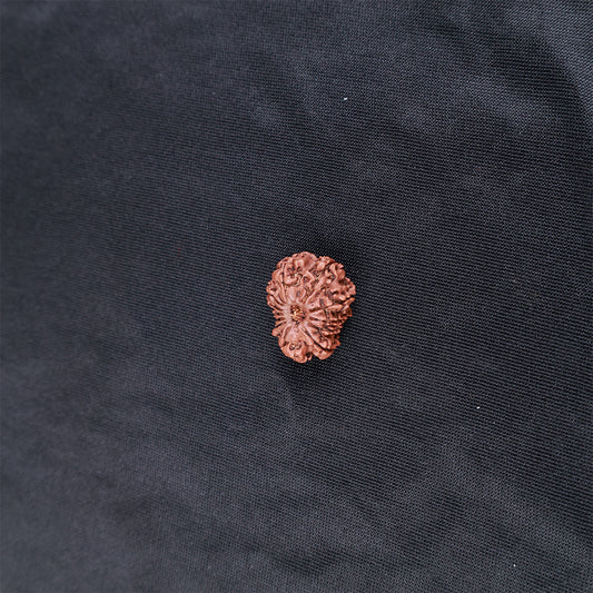 Rudraksha 13 Face