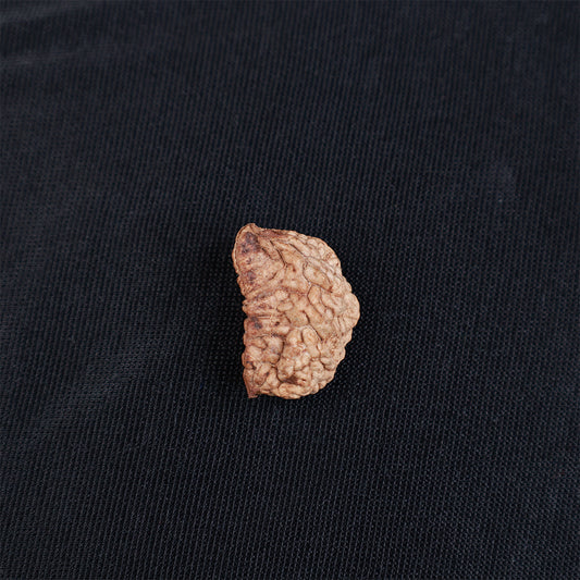 Rudraksha 1 Face