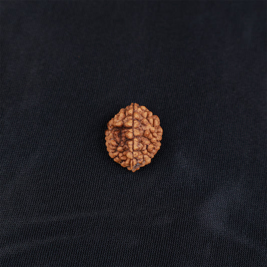 Rudraksha 2 Face