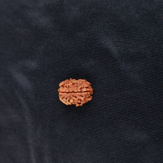 Rudraksha 3 Face