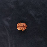Rudraksha 3 Face