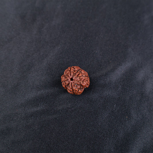 Rudraksha 4 Face