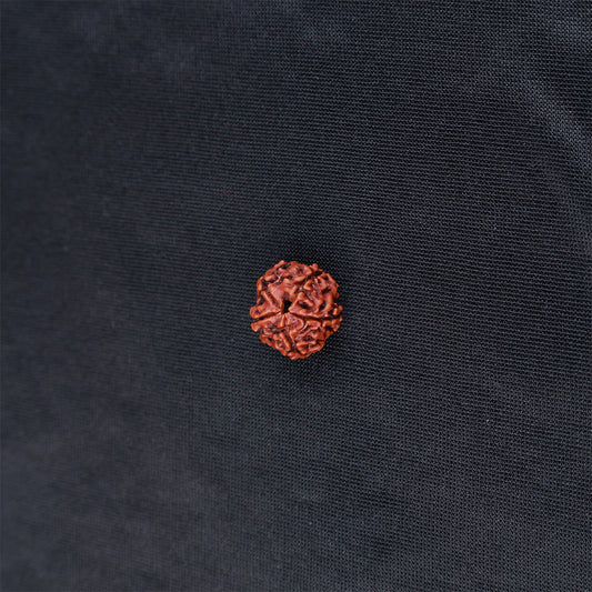 Rudraksha 5 Face