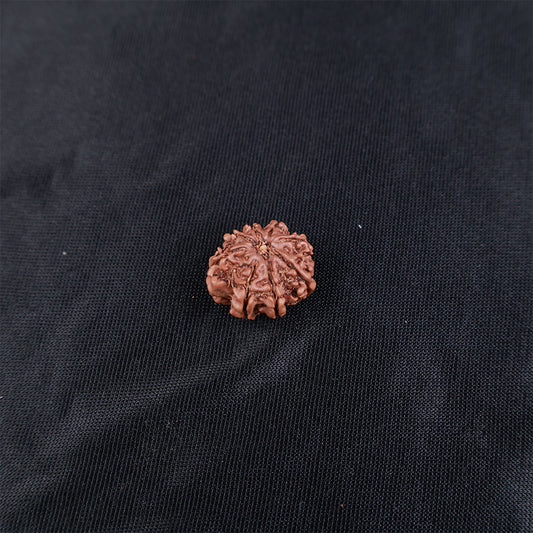 Rudraksha 8 Face