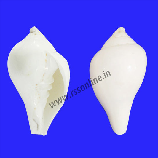 Edampuri Sangu(Conch)