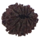 Rudraksha 12 Face