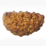 Rudraksha 1 Face