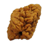 Rudraksha 2 Face