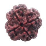 Rudraksha 4 Face