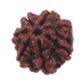 Rudraksha 7 Face
