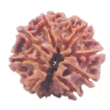 Rudraksha 8 Face
