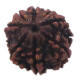 Rudraksha 9 Face