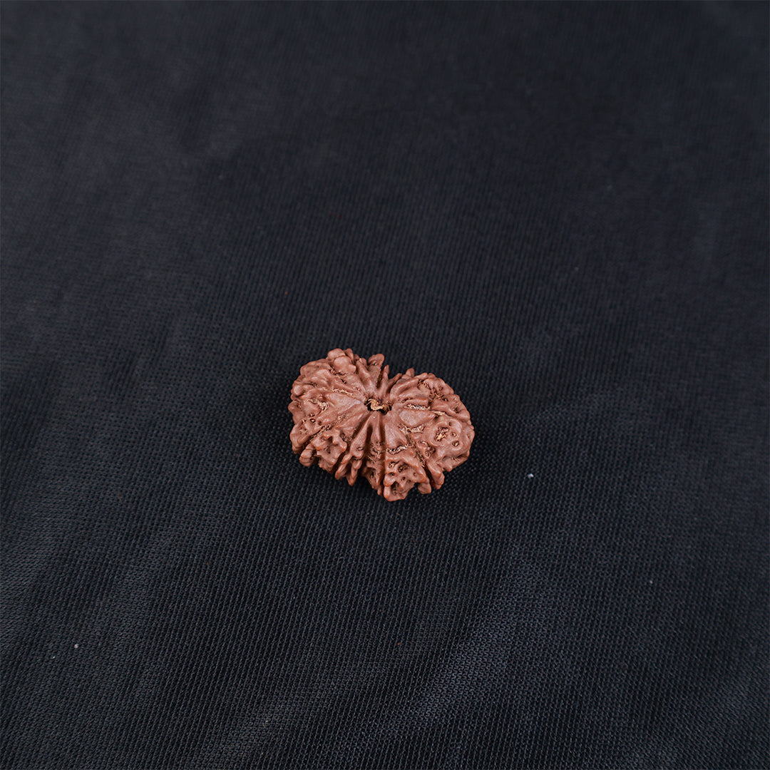 Rudraksha 11 Face