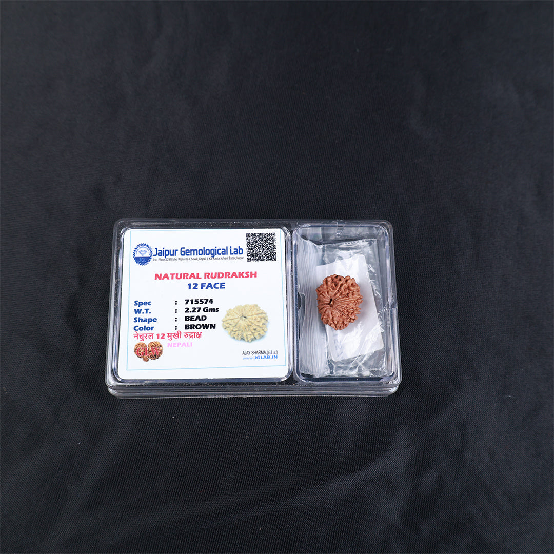 Rudraksha 12 Face