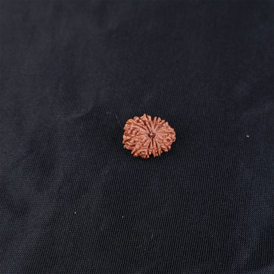 Rudraksha 12 Face