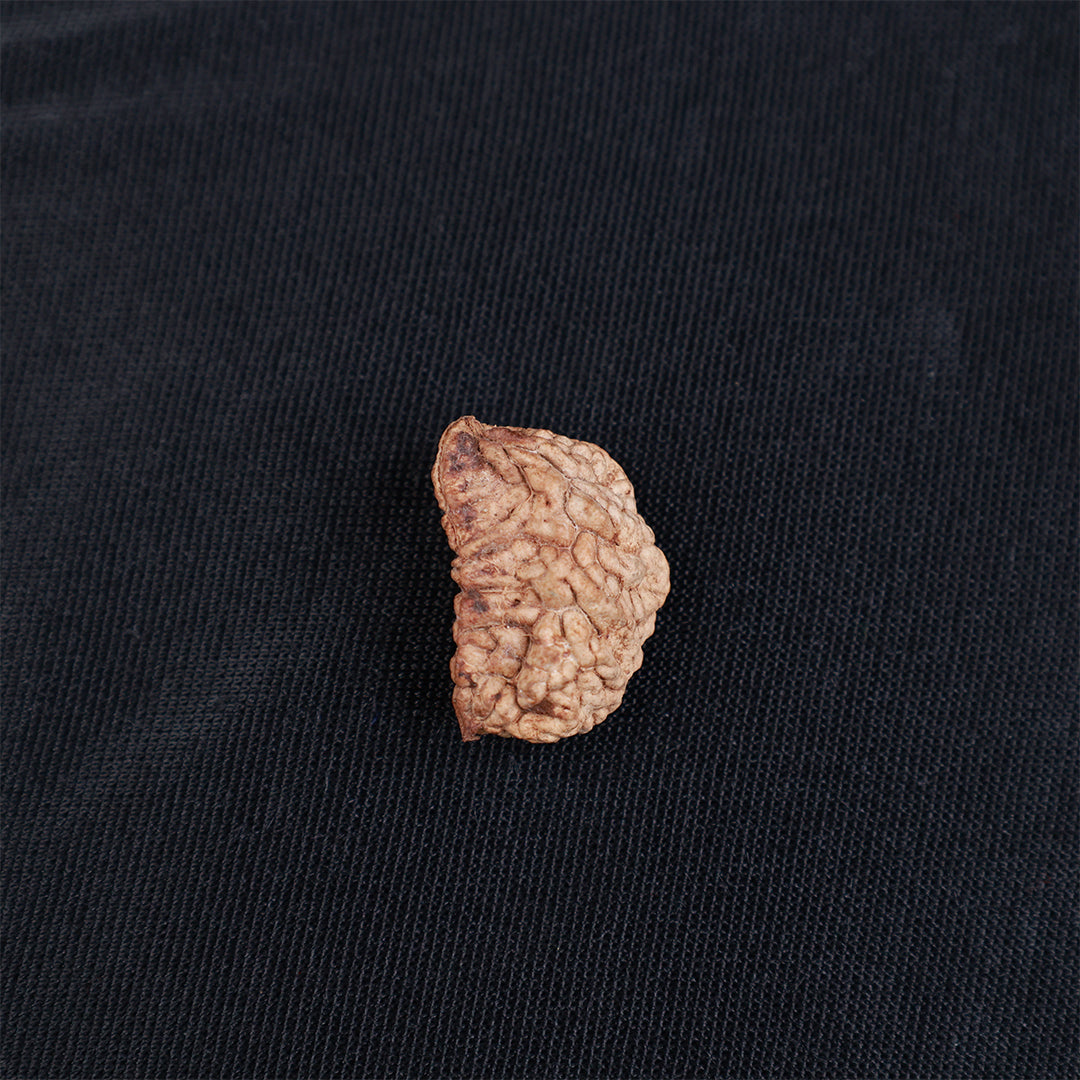 ರುದ್ರಾಕ್ಷಿ 1 ಮುಖಿ