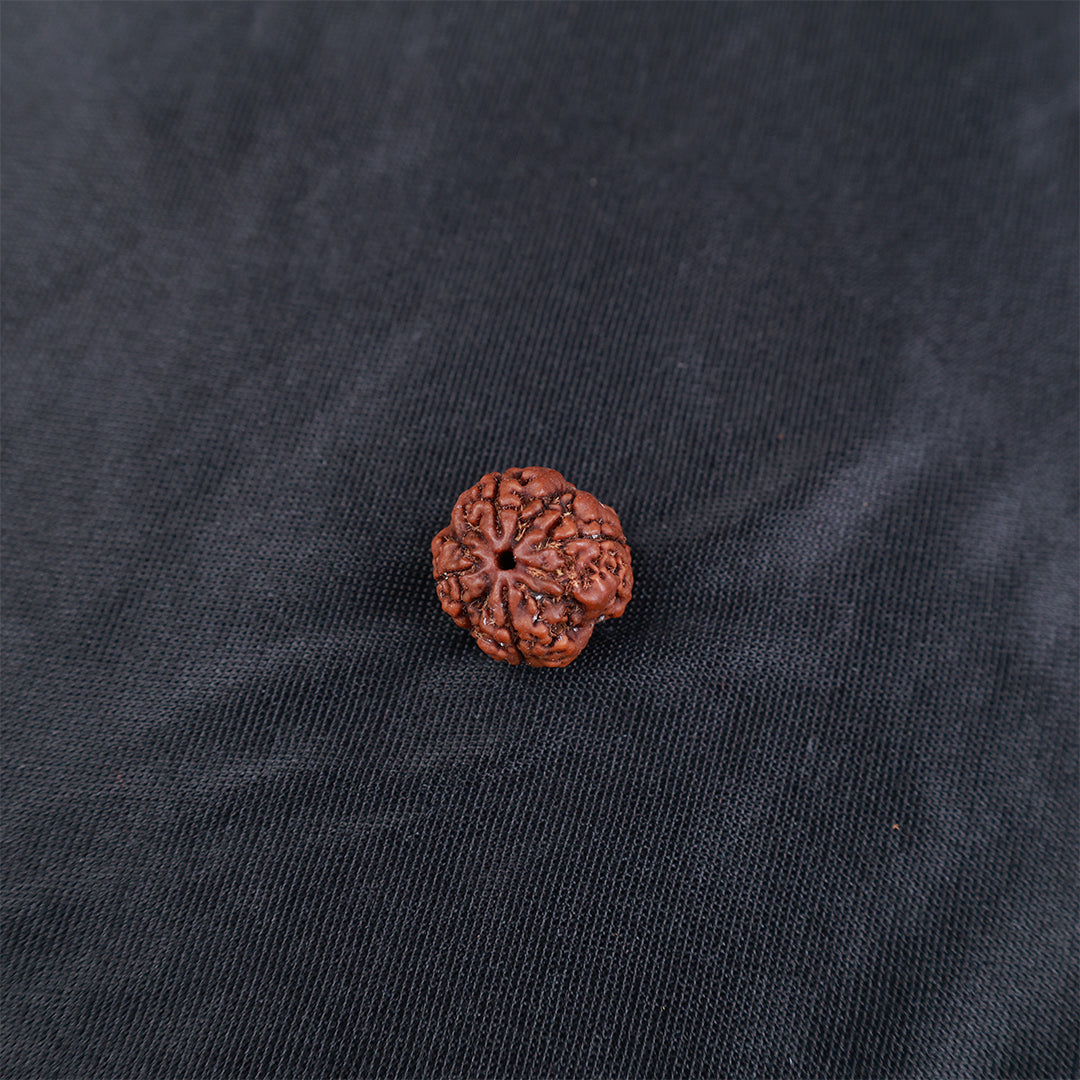 Rudraksha 4 Face