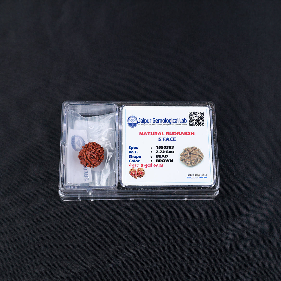 Rudraksha 5 Face