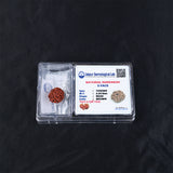 Rudraksha 5 Face