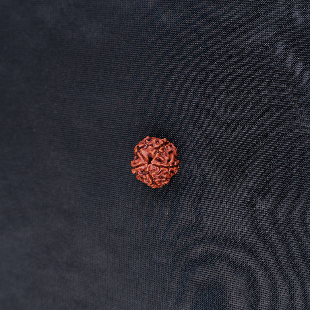 Rudraksha 5 Face