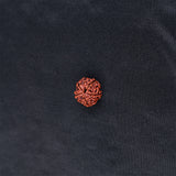 Rudraksha 5 Face