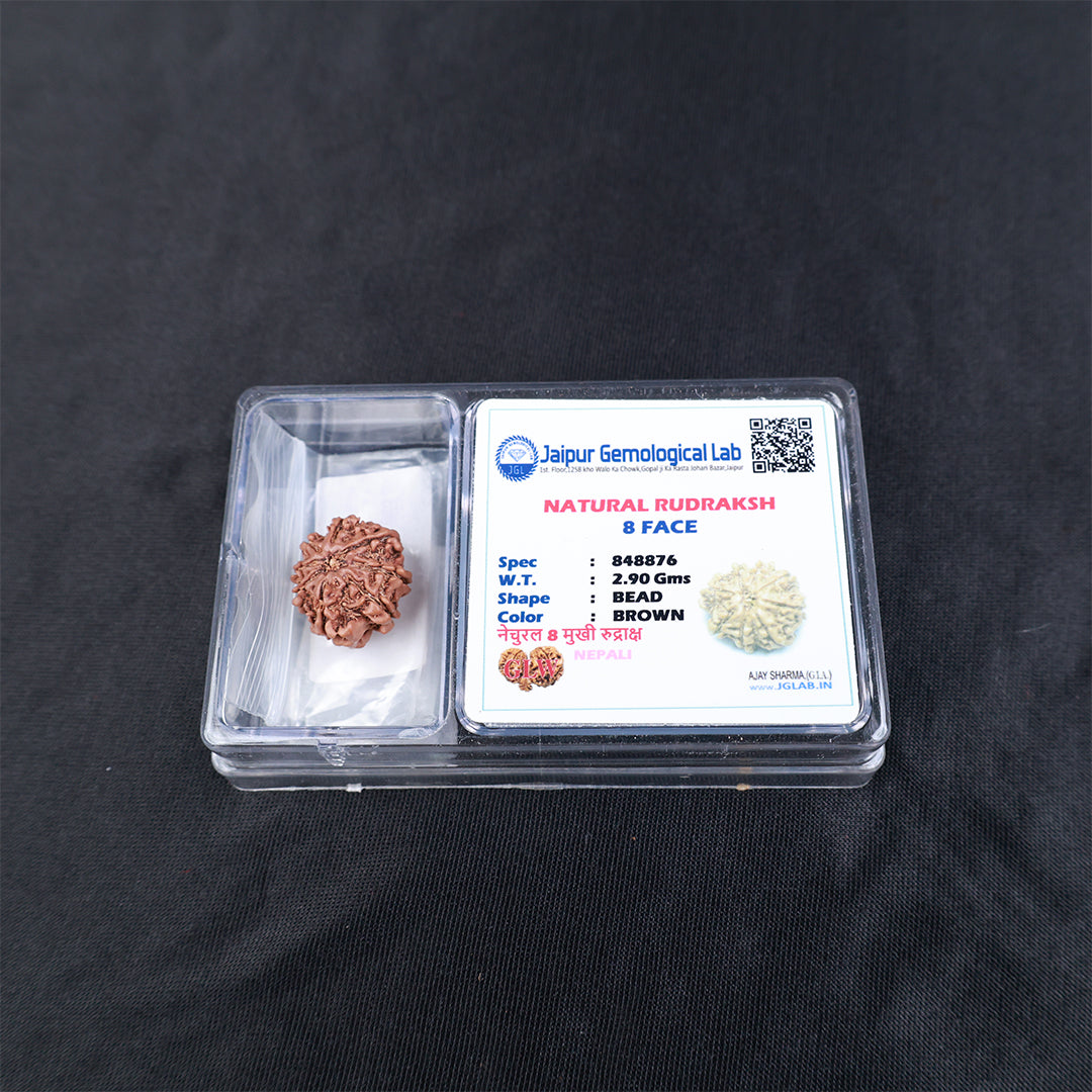 Rudraksha 8 Face