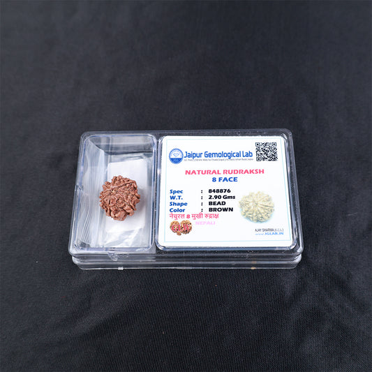 Rudraksha 8 Face