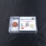 Rudraksha 8 Face