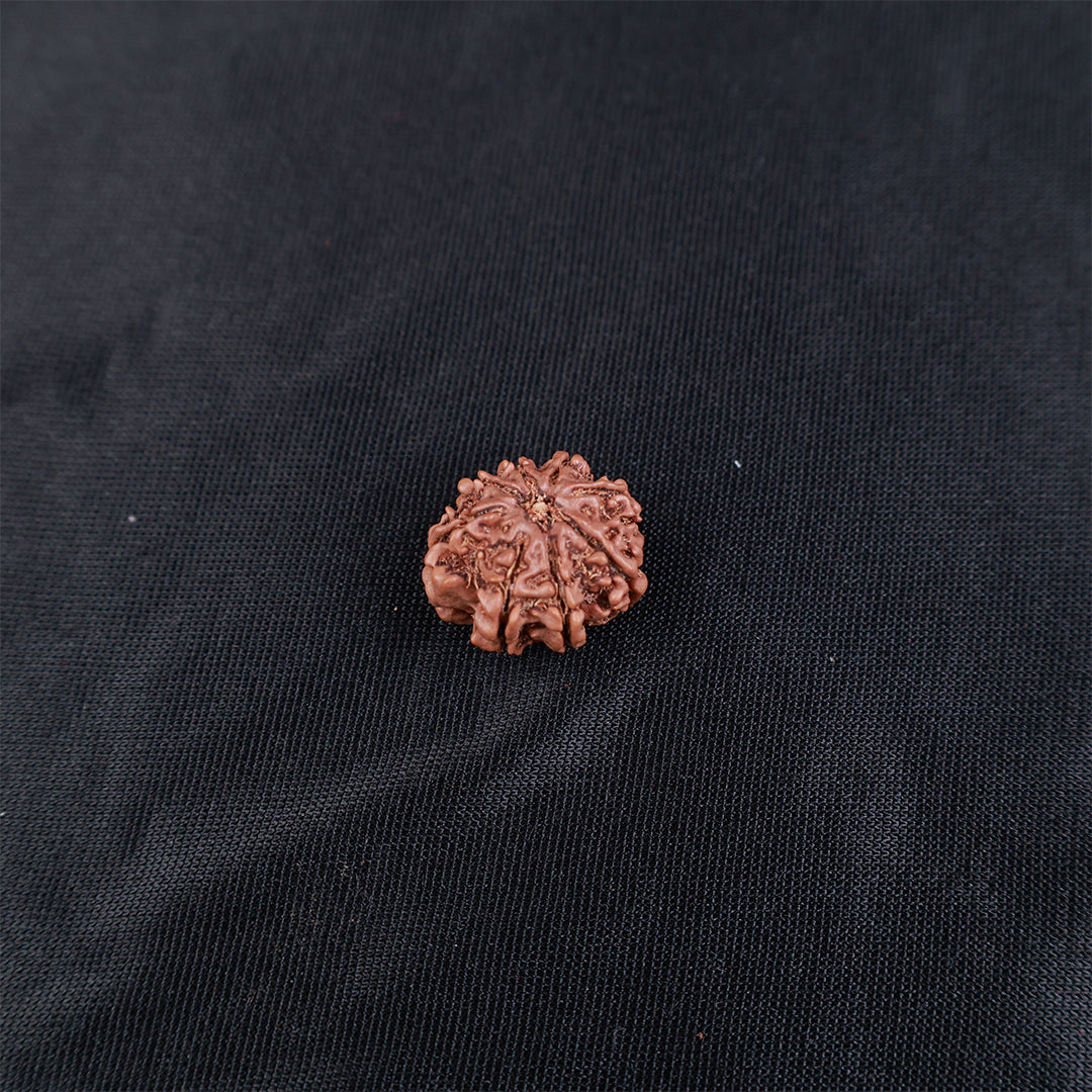 Rudraksha 8 Face