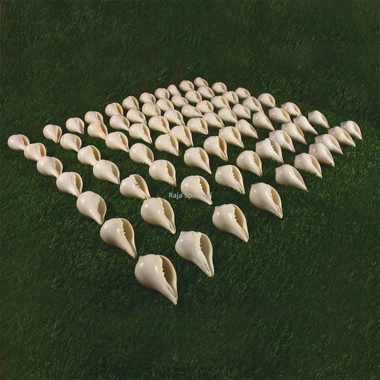 Edampuri Sangu(Conch)