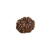 Rudraksha 10 Face
