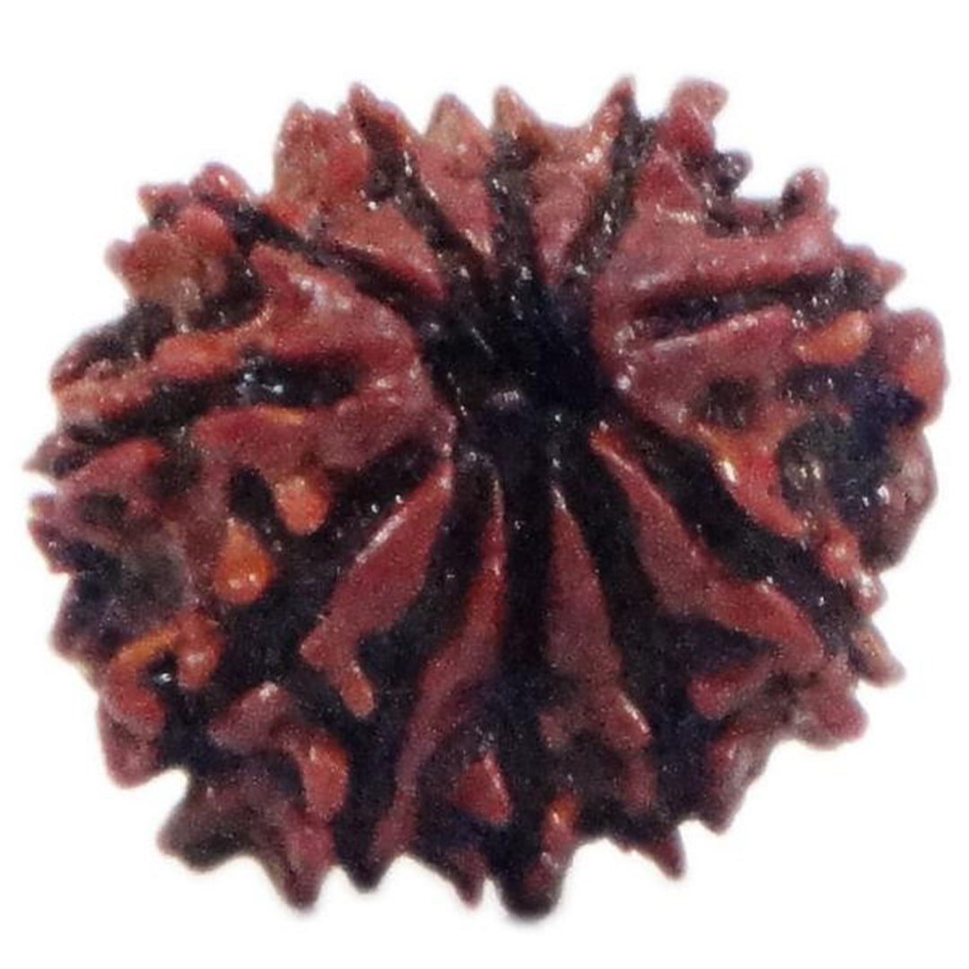 Rudraksha 11 Face