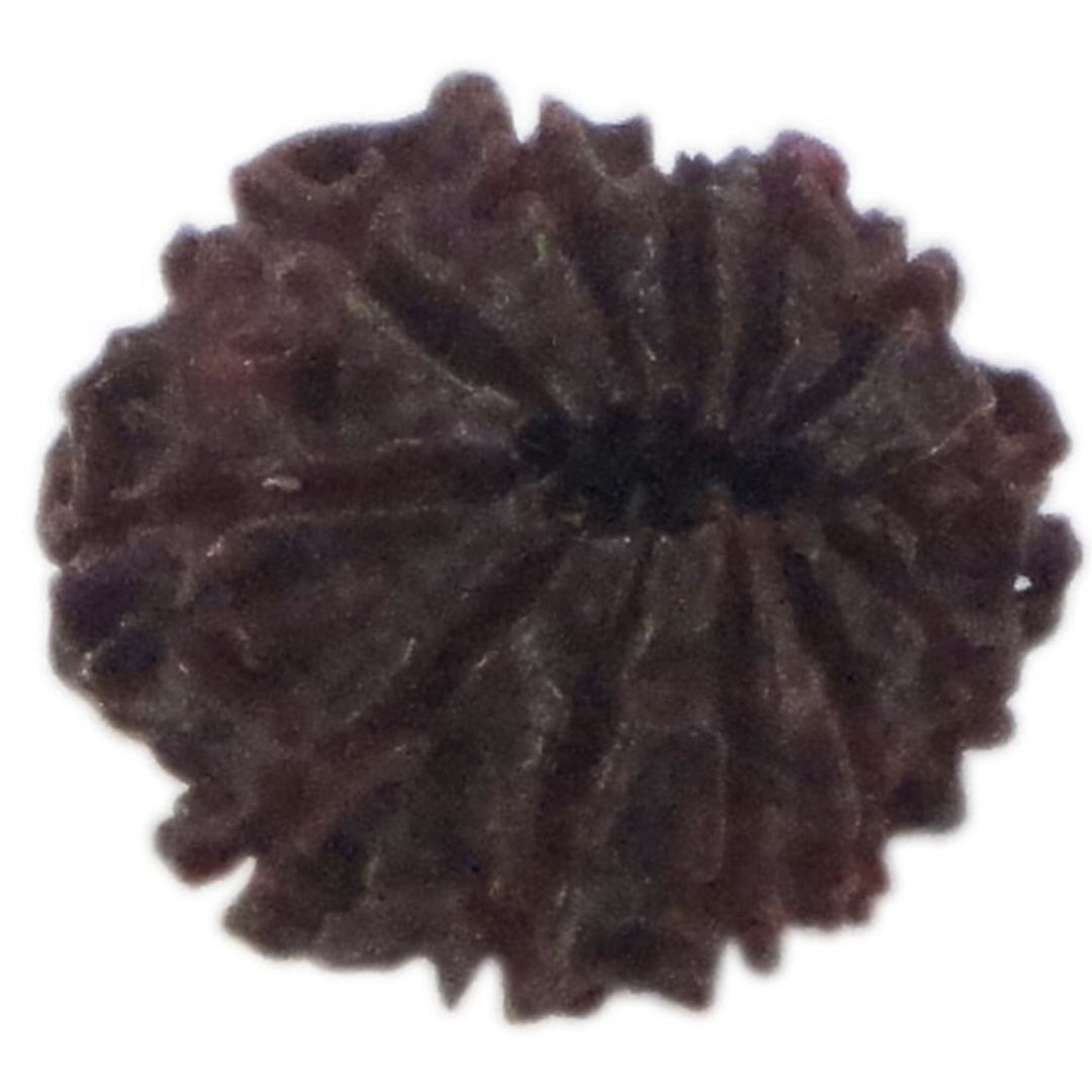 Rudraksha 12 Face