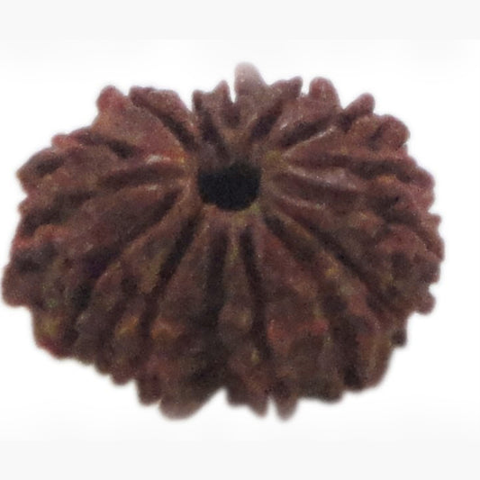 Rudraksha 14 Face