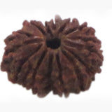 Rudraksha 14 Face