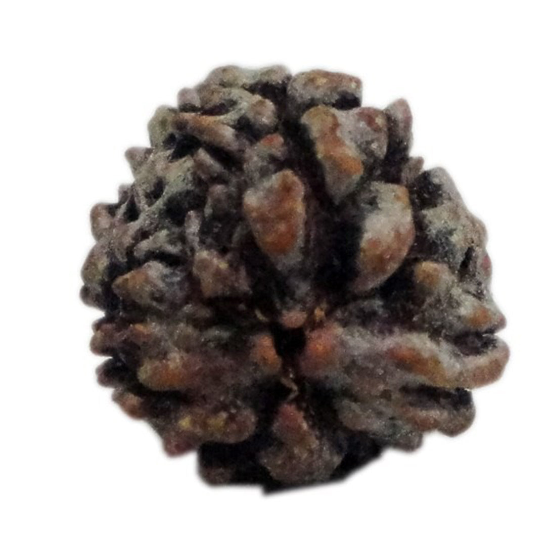 Rudraksha 3 Face