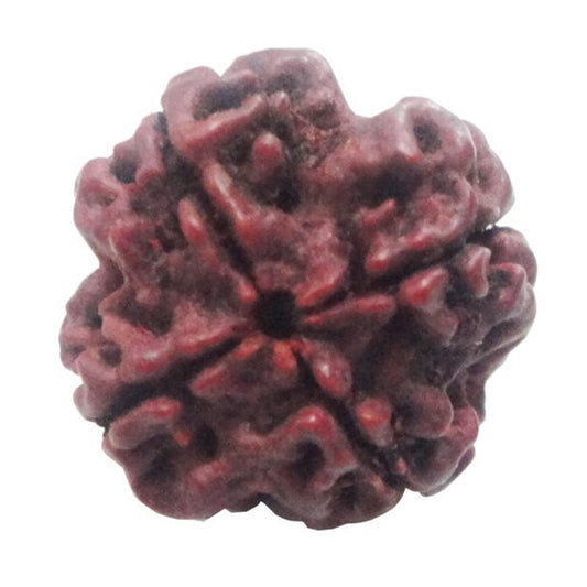Rudraksha 4 Face