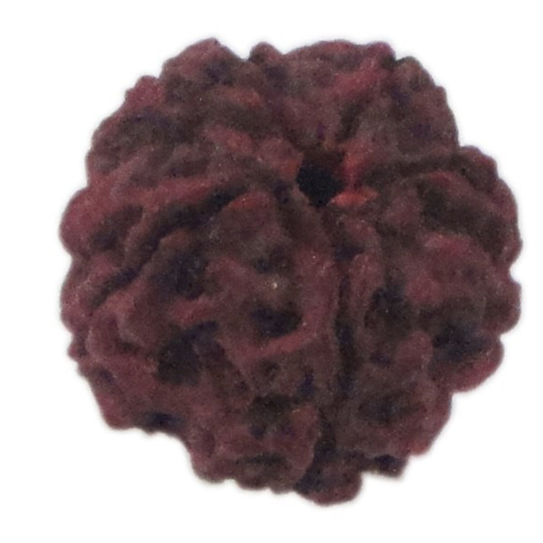 Rudraksha 5 Face