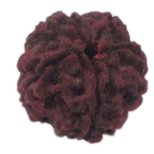 Rudraksha 5 Face