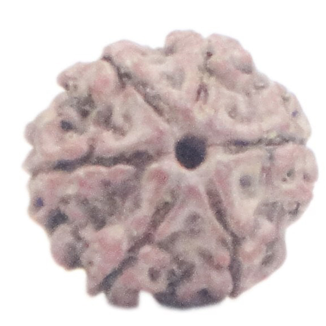 Rudraksha 6 Face