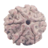 Rudraksha 6 Face
