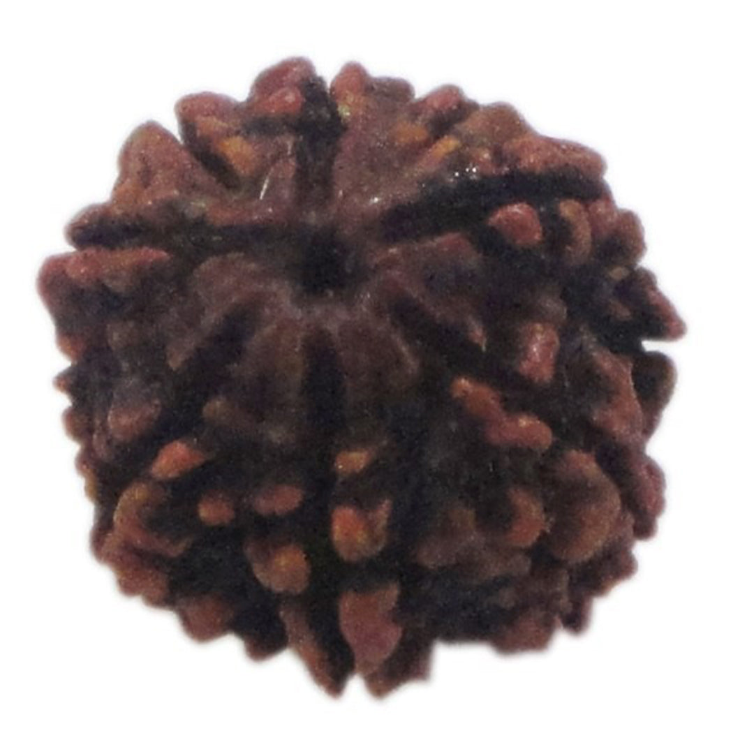 Rudraksha 9 Face
