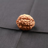 Rudraksha Big Single 7 Face