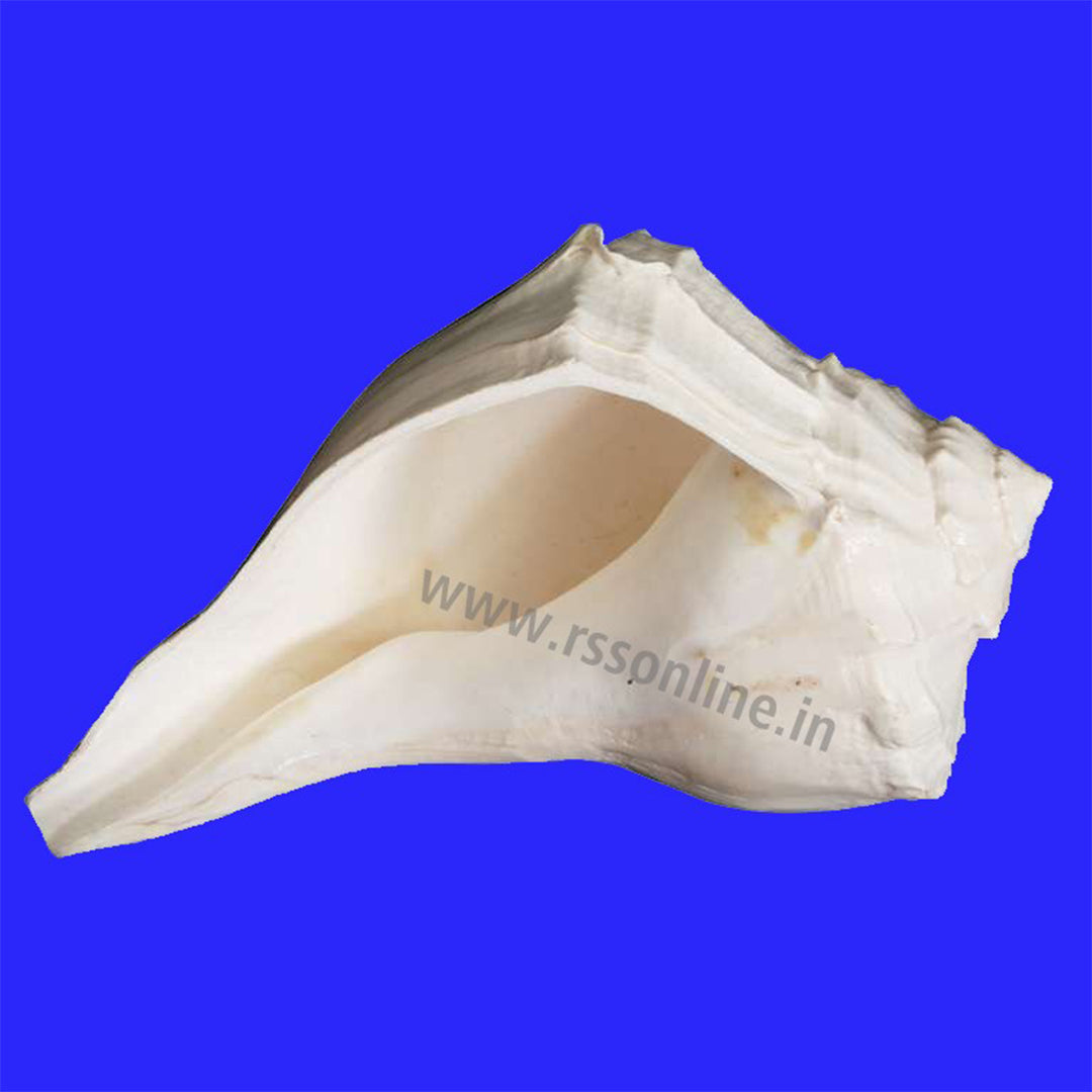 Valampuri sangu conch shell enlarged view showing curved tail and layered top ridge on blue background, right side view
